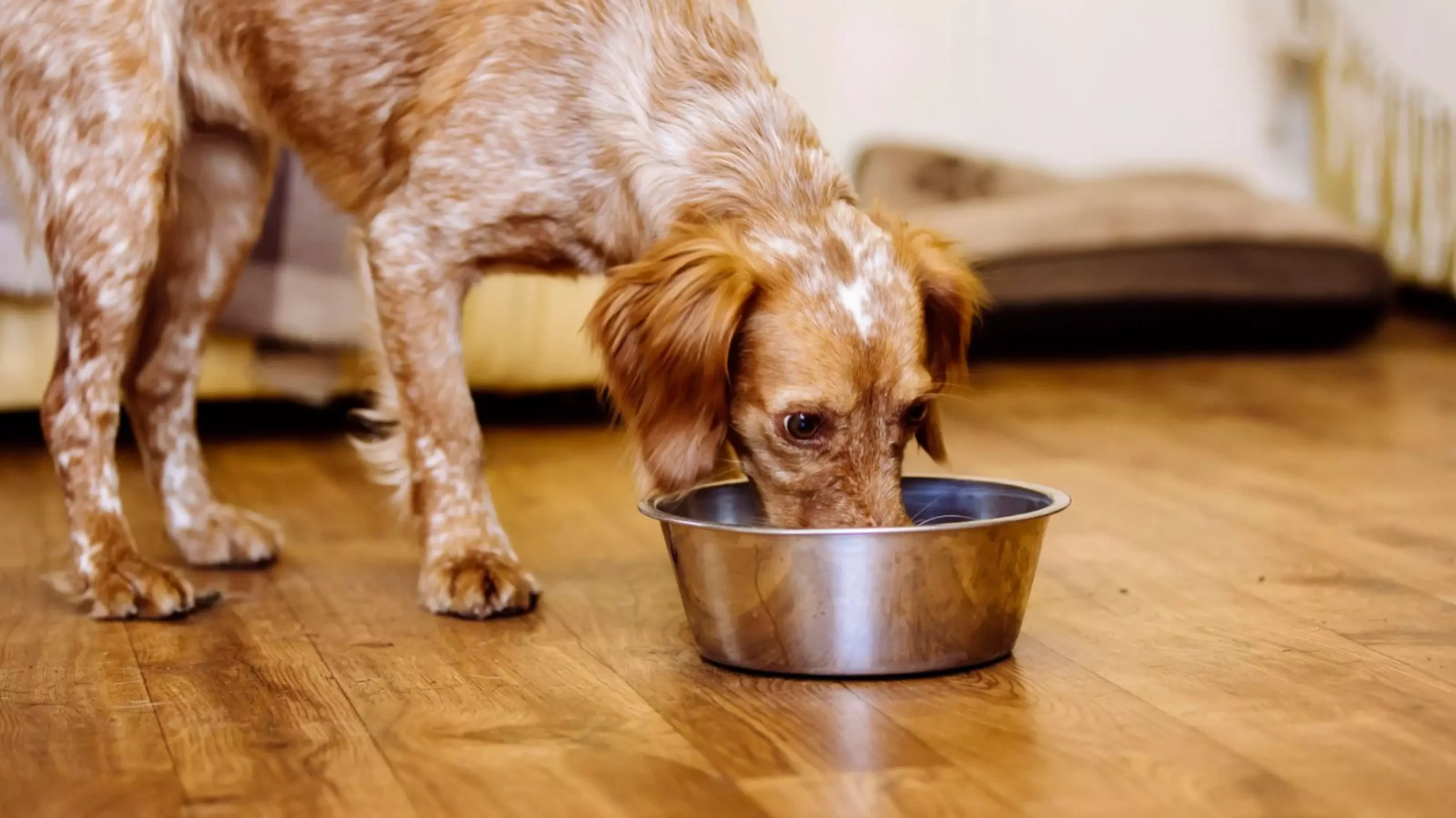 Nature’s Blend Dog Food Canada – Superfood Nutrition Made Simple